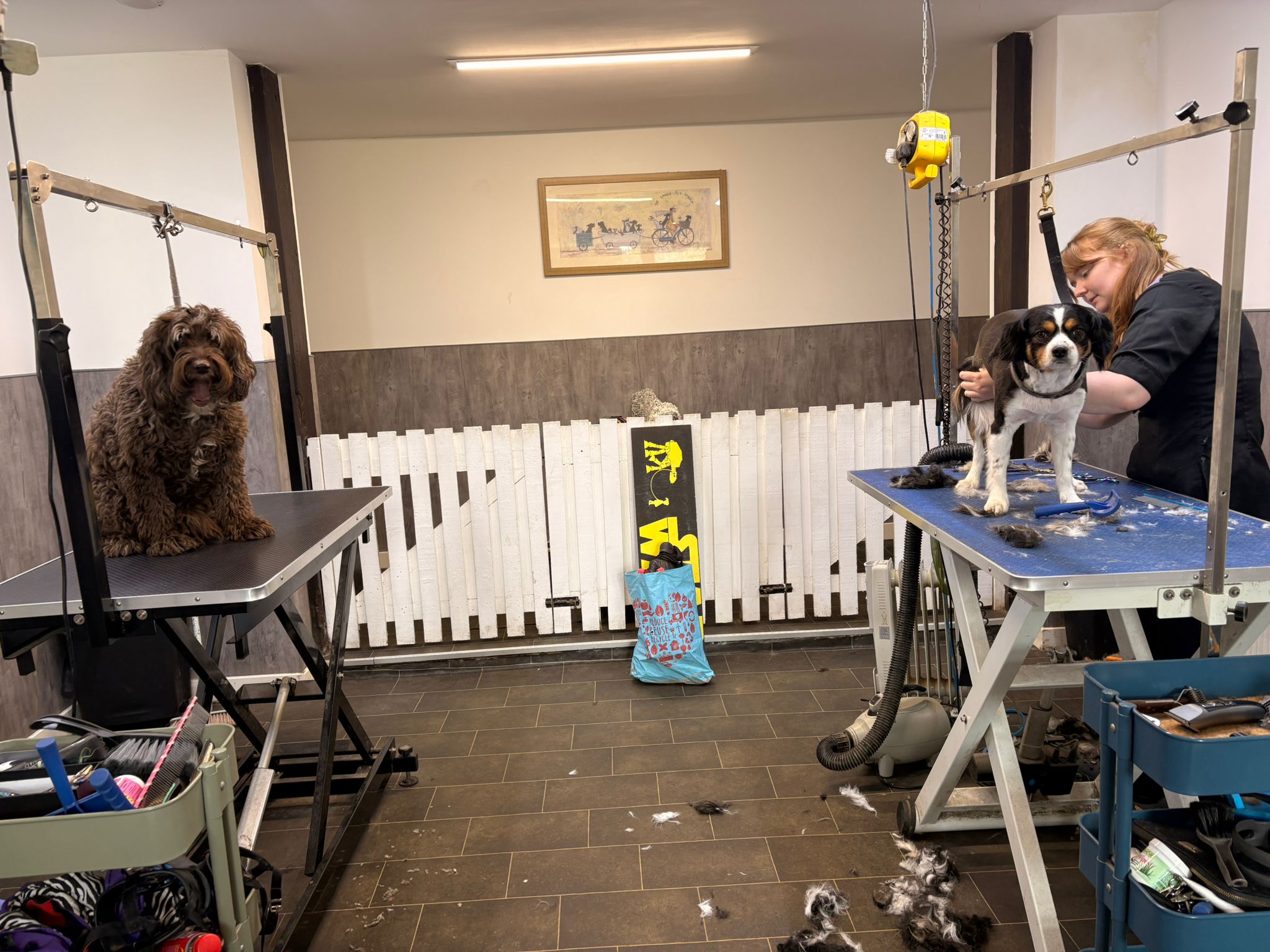 Dogs at Barking Barn Academy during a professional care and grooming session