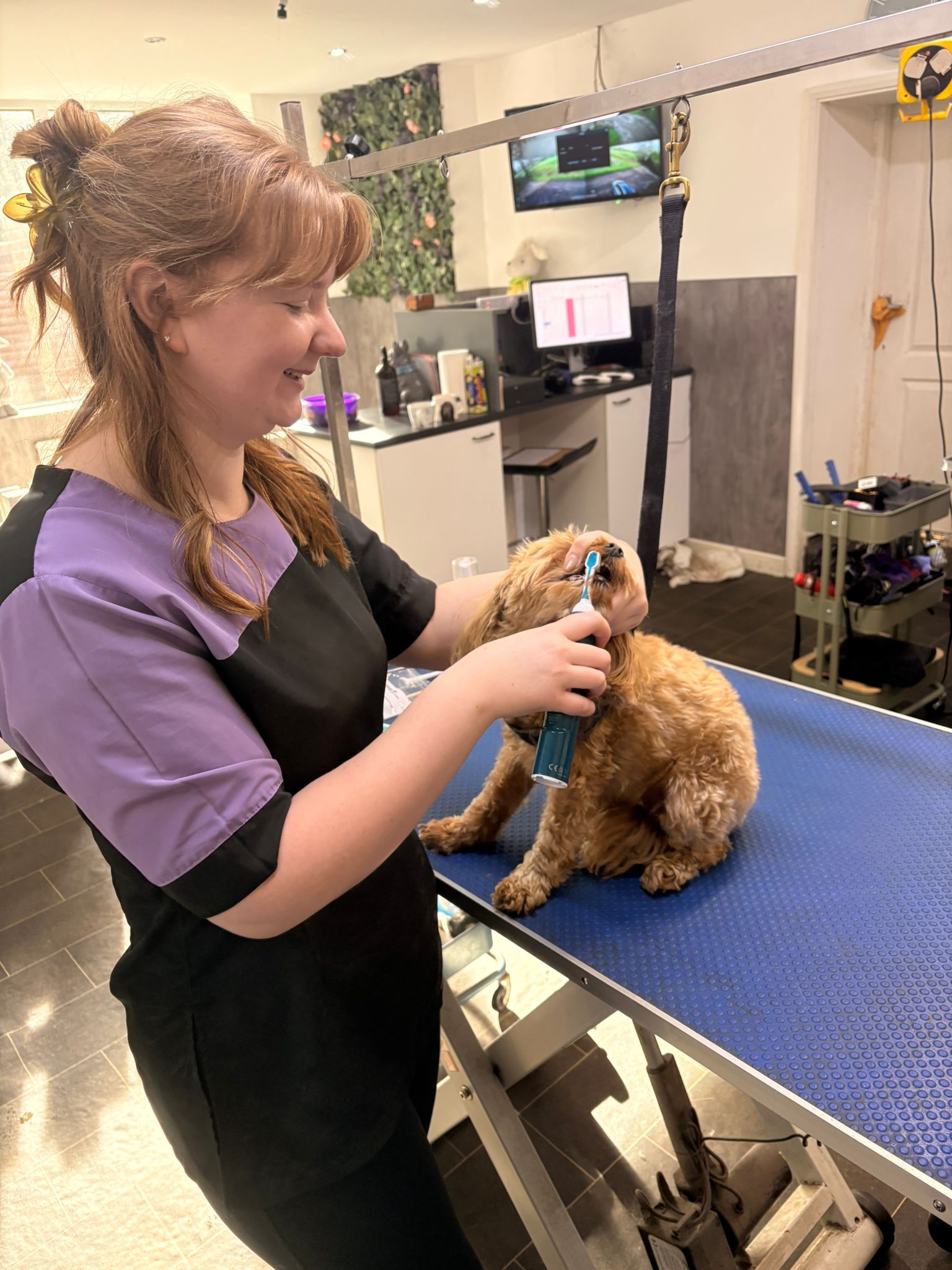 Barking Barn Academy student grooming a dog with care and precision