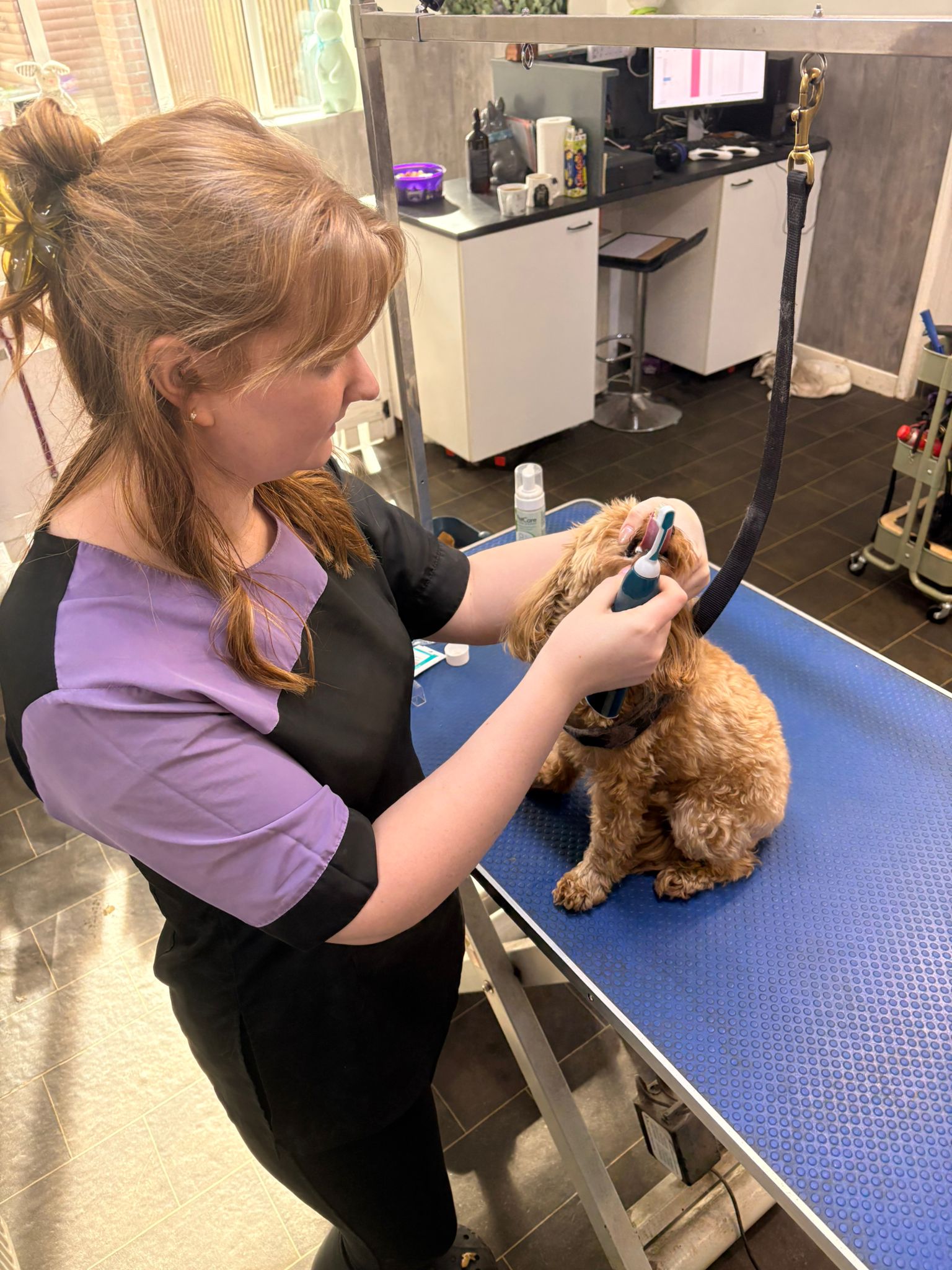 Barking Barn Academy student applying finishing grooming touches