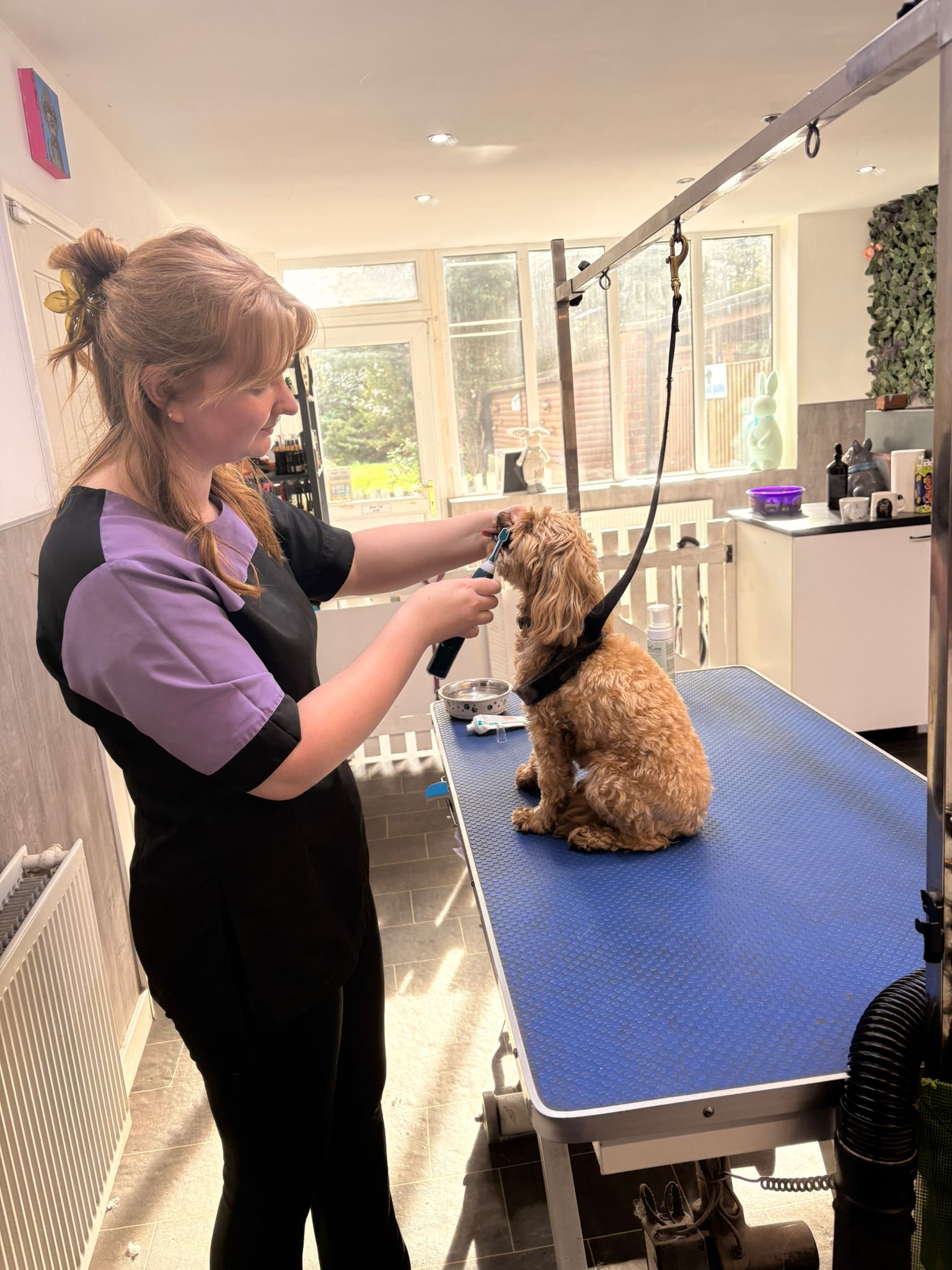 Tara, Lead Instructor at Barking Barn Academy demonstrating grooming techniques