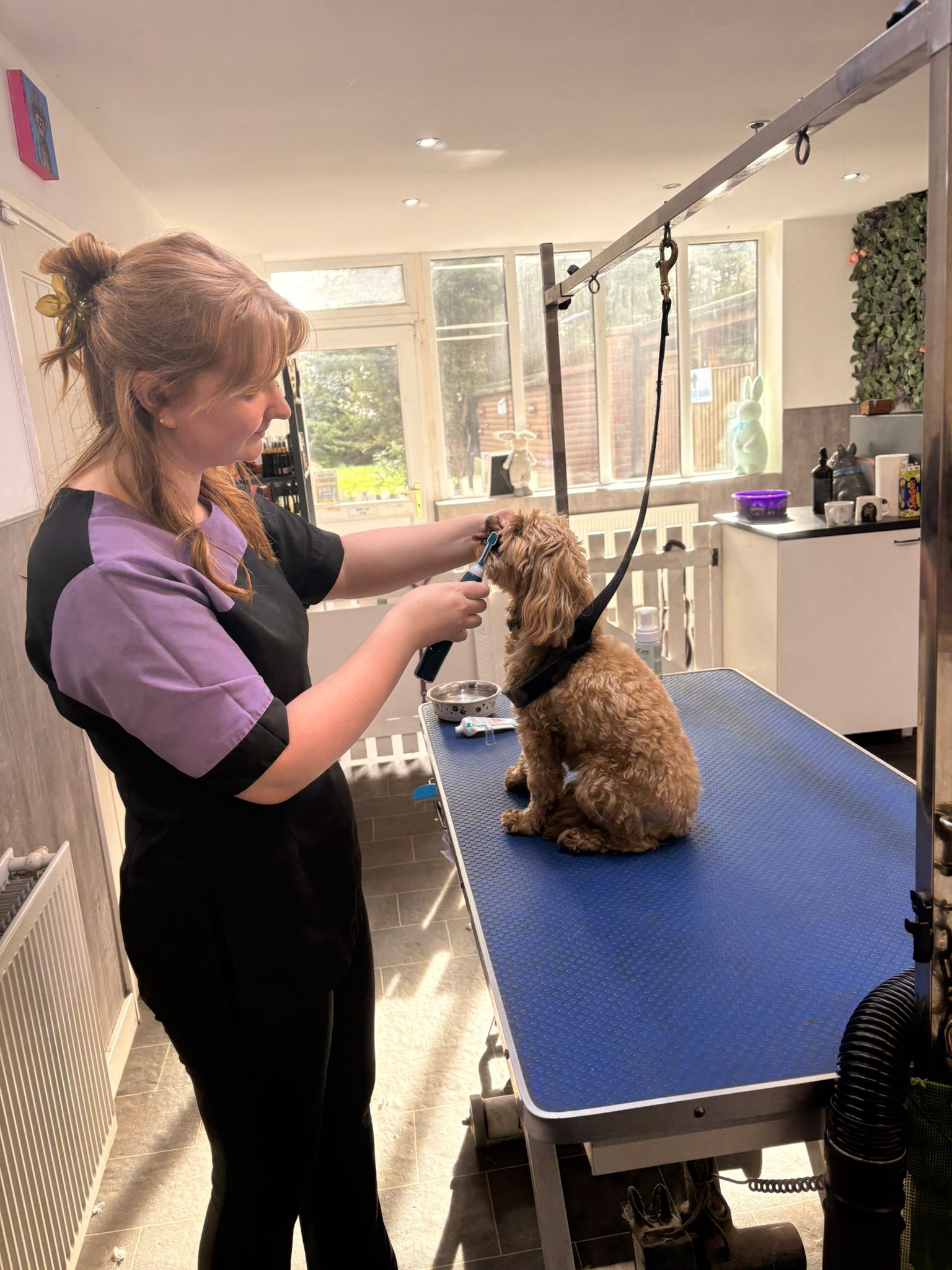 Barking Barn Academy student working with a dog during training